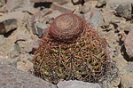 Melocactus peruvianus PV2754 Nasca na Puquio  GPS188 Peru_Chile 2014_0038.jpg